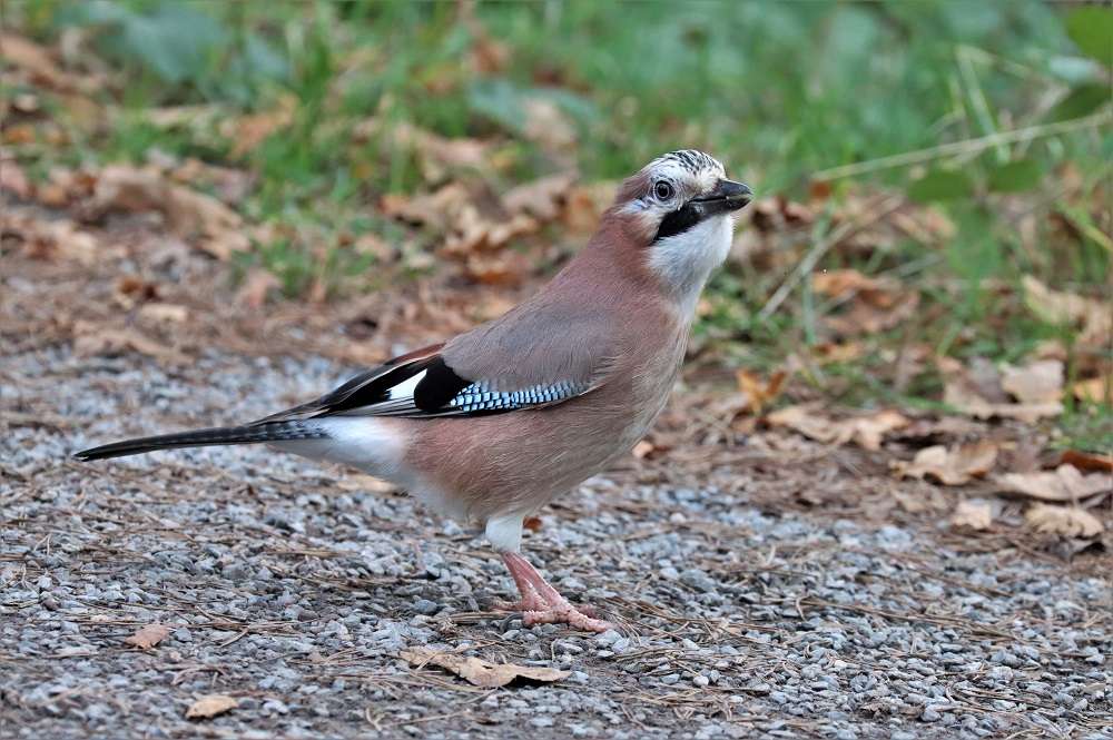 Jay by David Batten at Stover Country Park