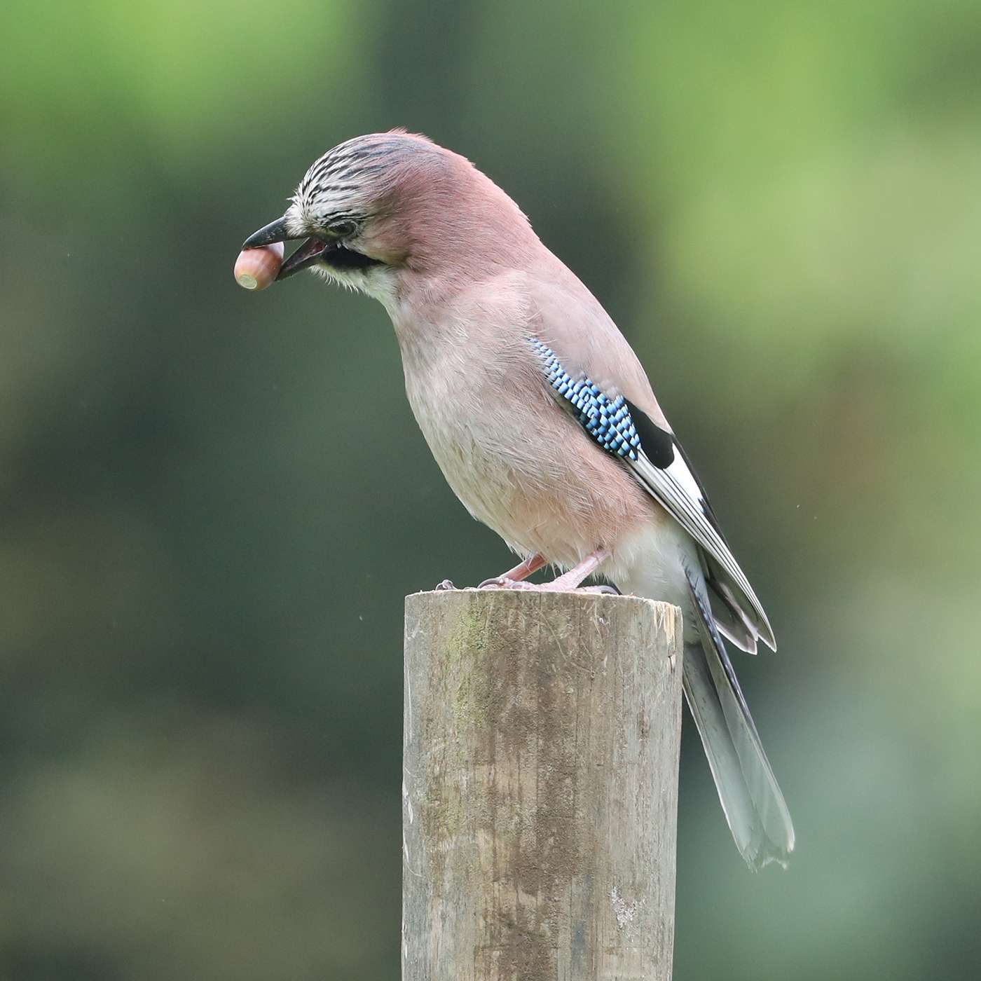 Jay by Steve Hopper at South Brent