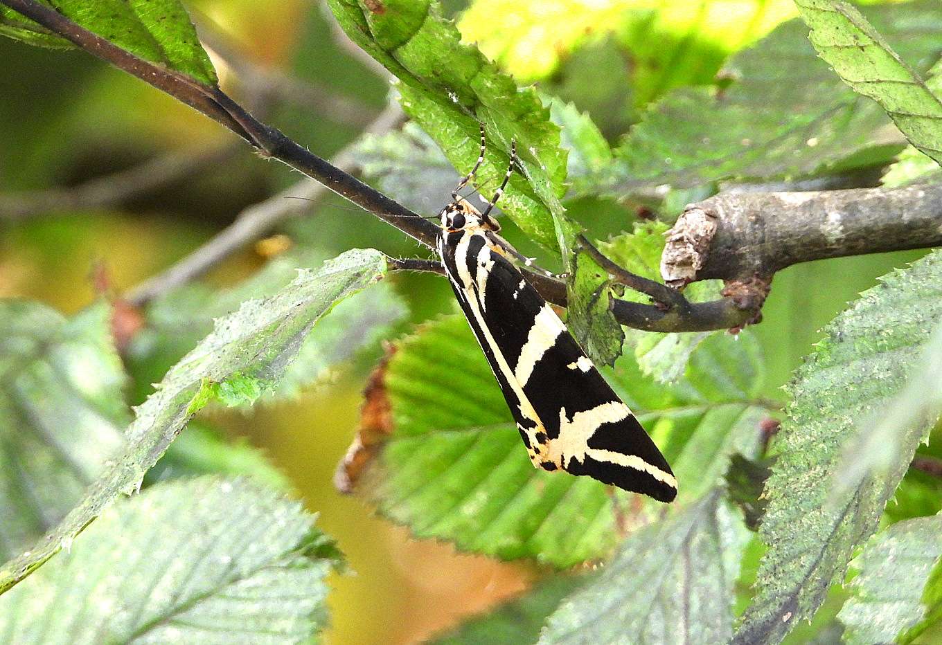 Jersey Tiger Moth by Kenneth Bradley at High Garden