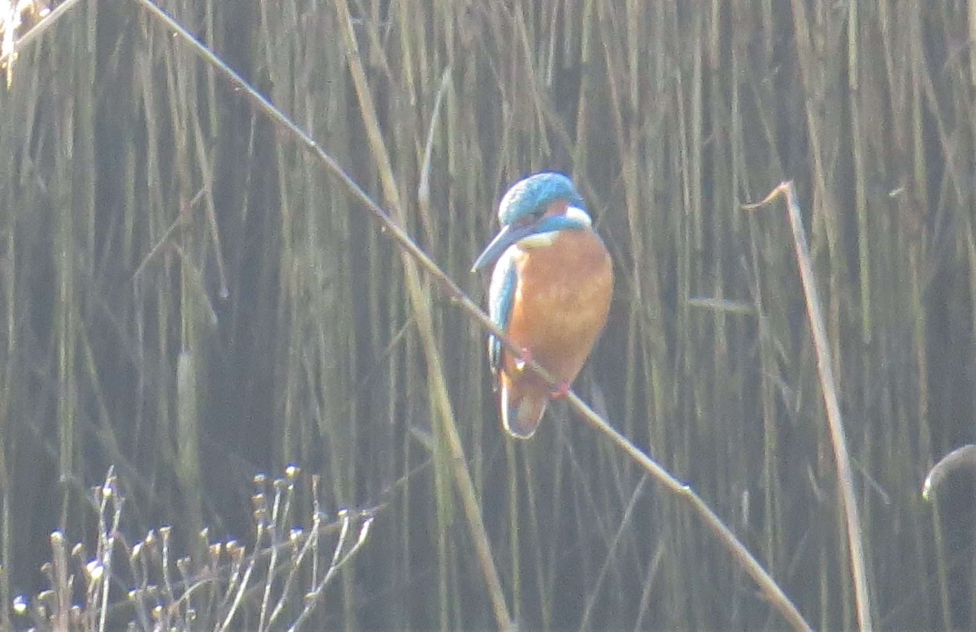 KINGFISHER by Ken Flaxman at PASSAGE HOUSE INN