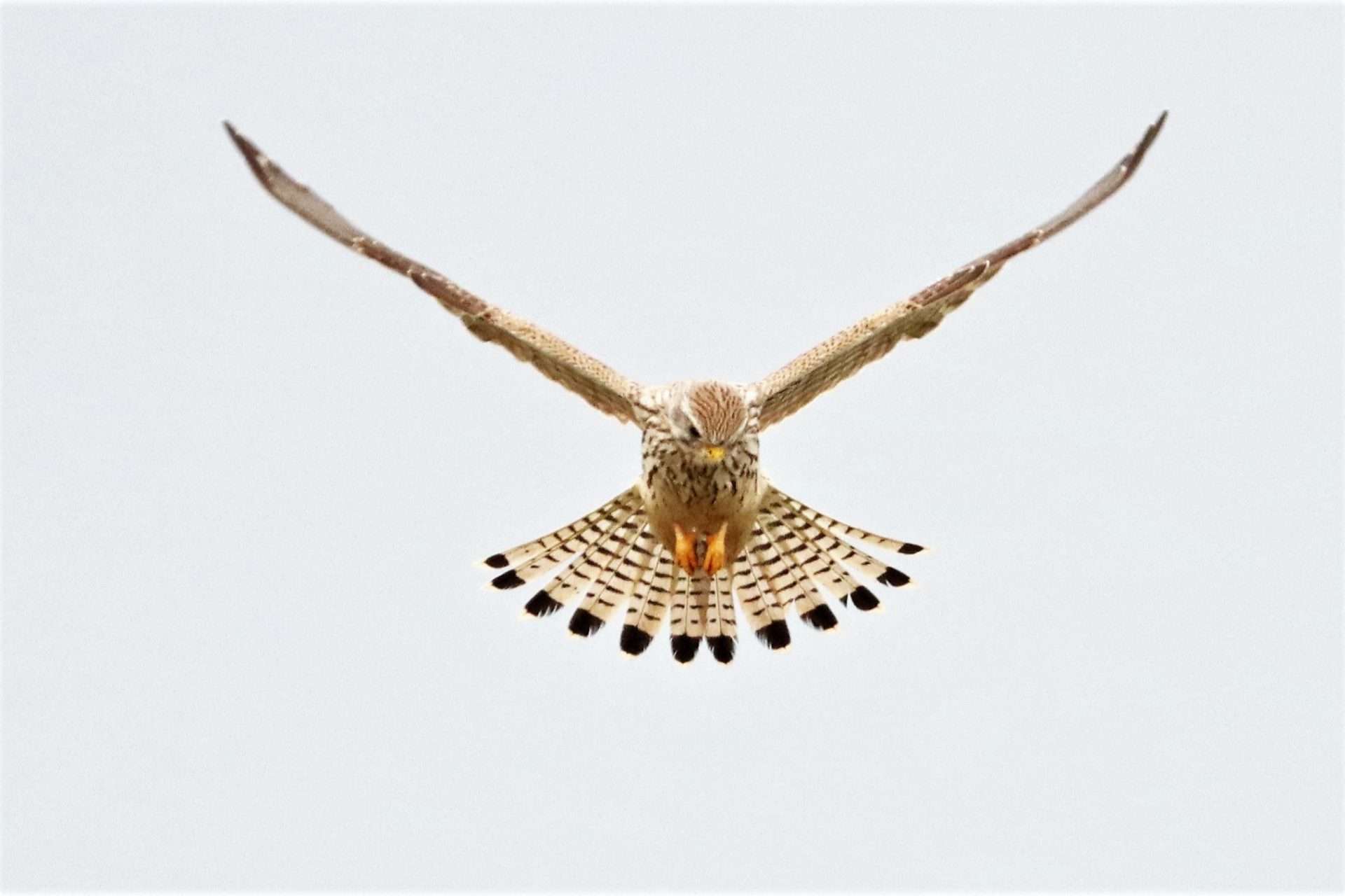 Kestrel by David Batten at Dawlish Warren