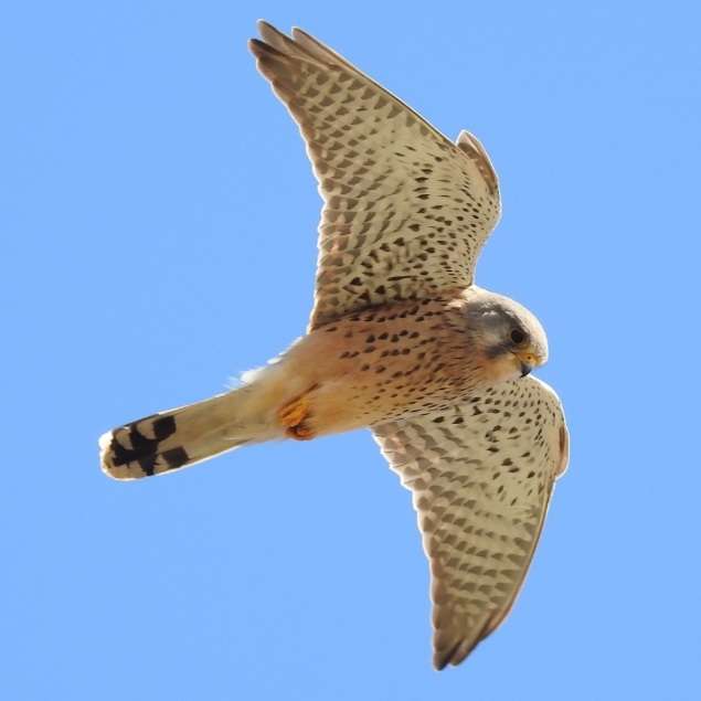 Kestrel by Emma Whitton at Exmouth
