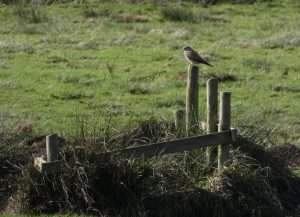 Kestrel at Exminster marshes RSPB by Kenneth Bradley on October 28 2022