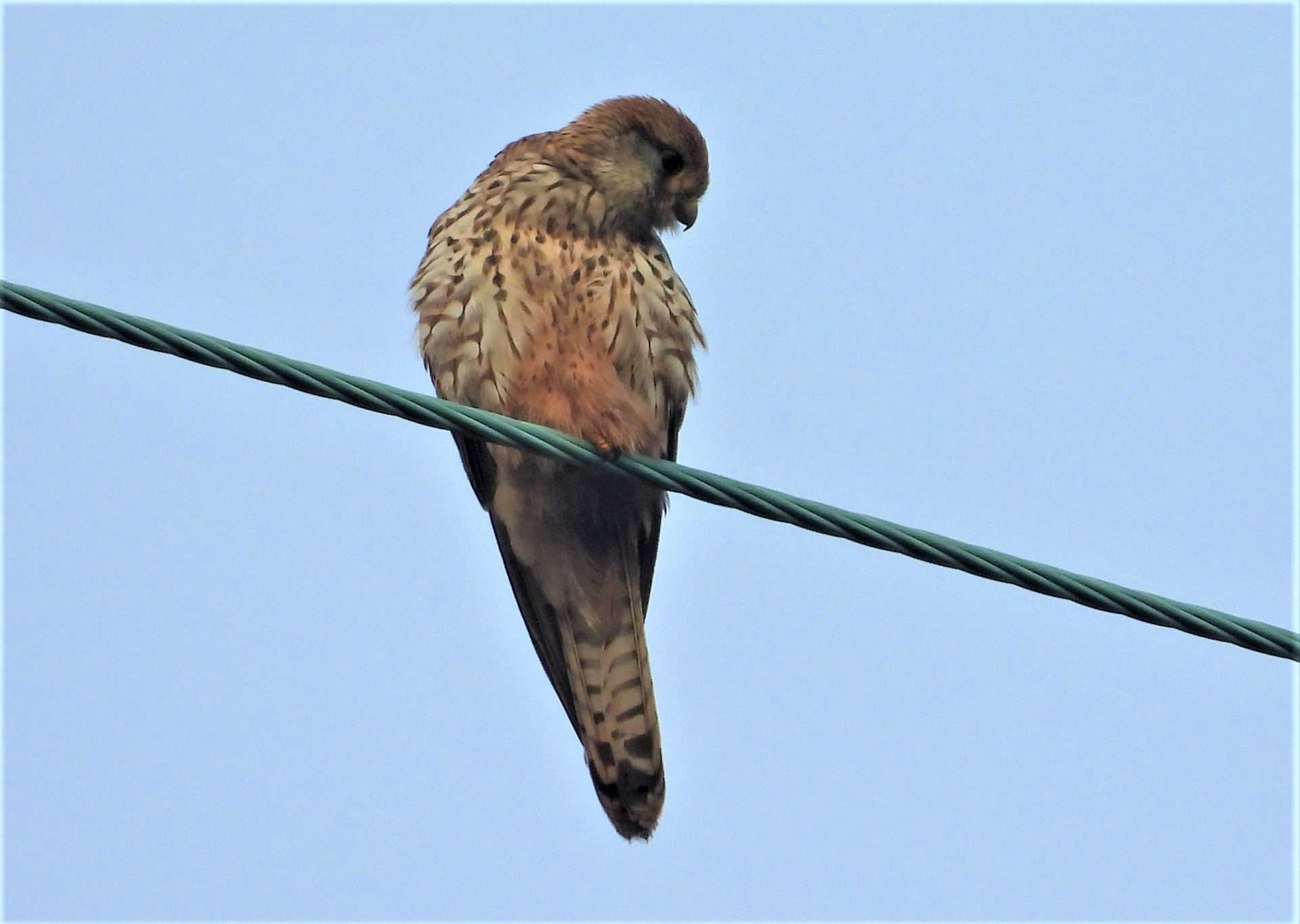 Kestrel by Kenneth at Combeinteignhead