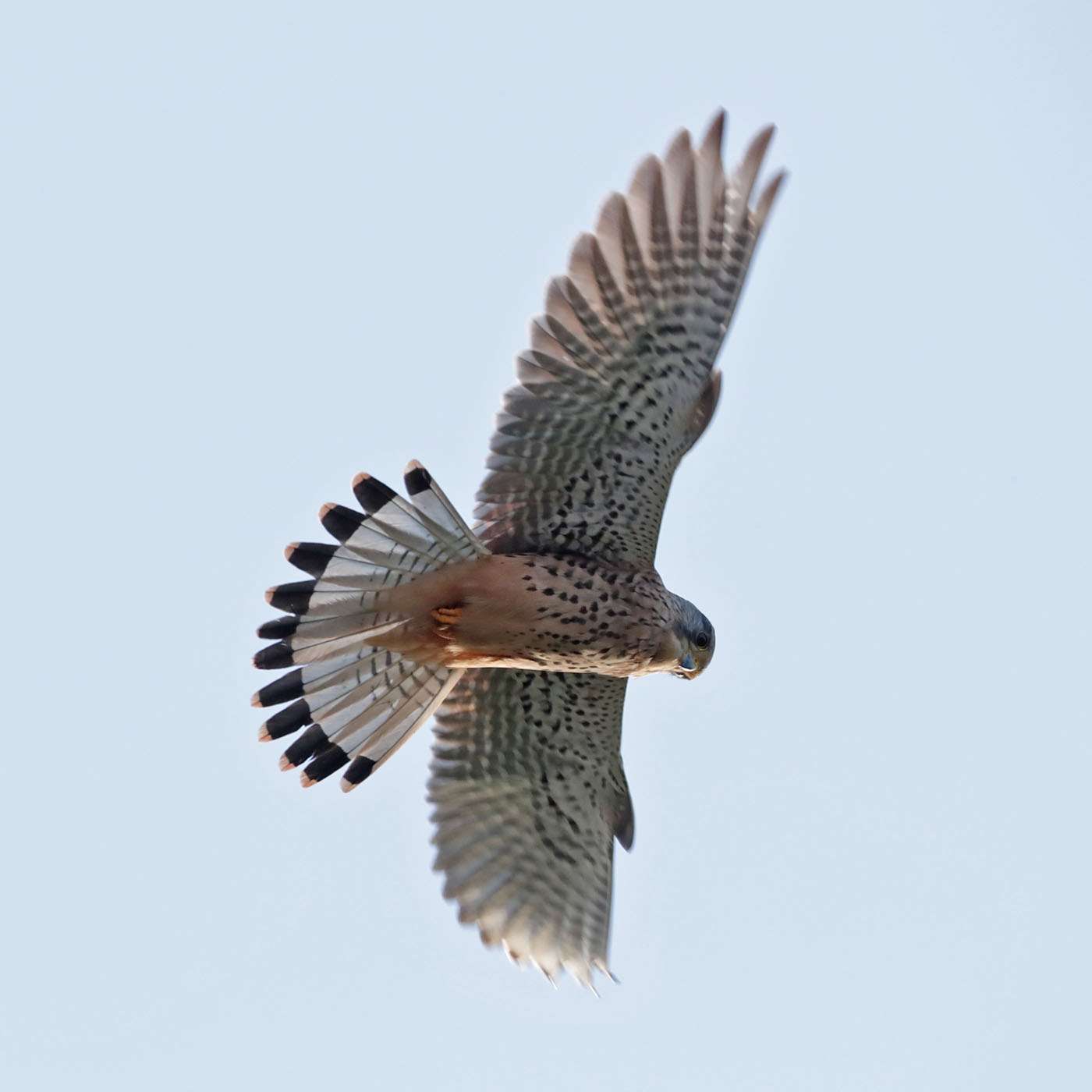 Kestrel by Steve Hopper at Broadsands