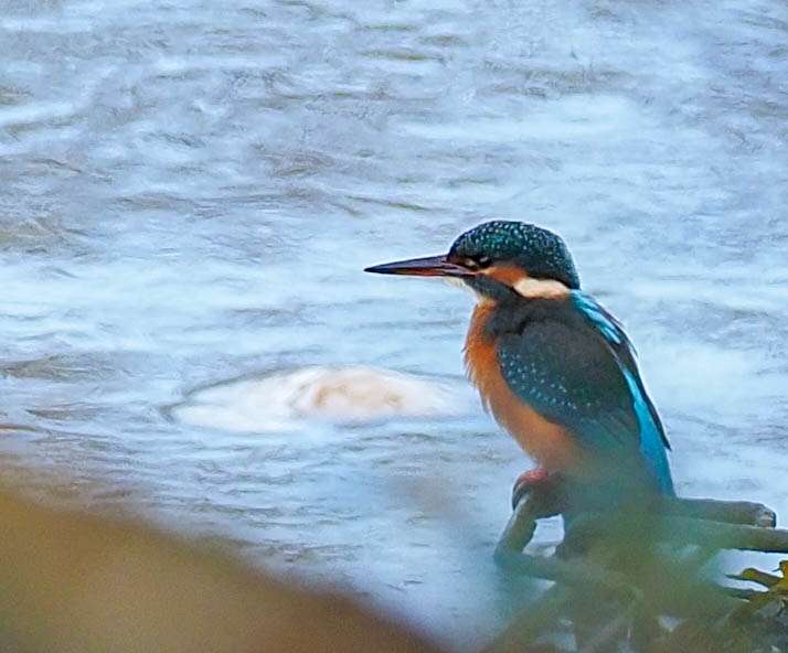 King Fisher by Wayne Emery at River Plym