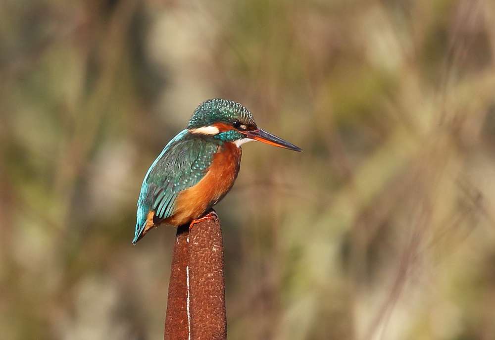Kingfisher by Christopher Lake at Clennon Valley