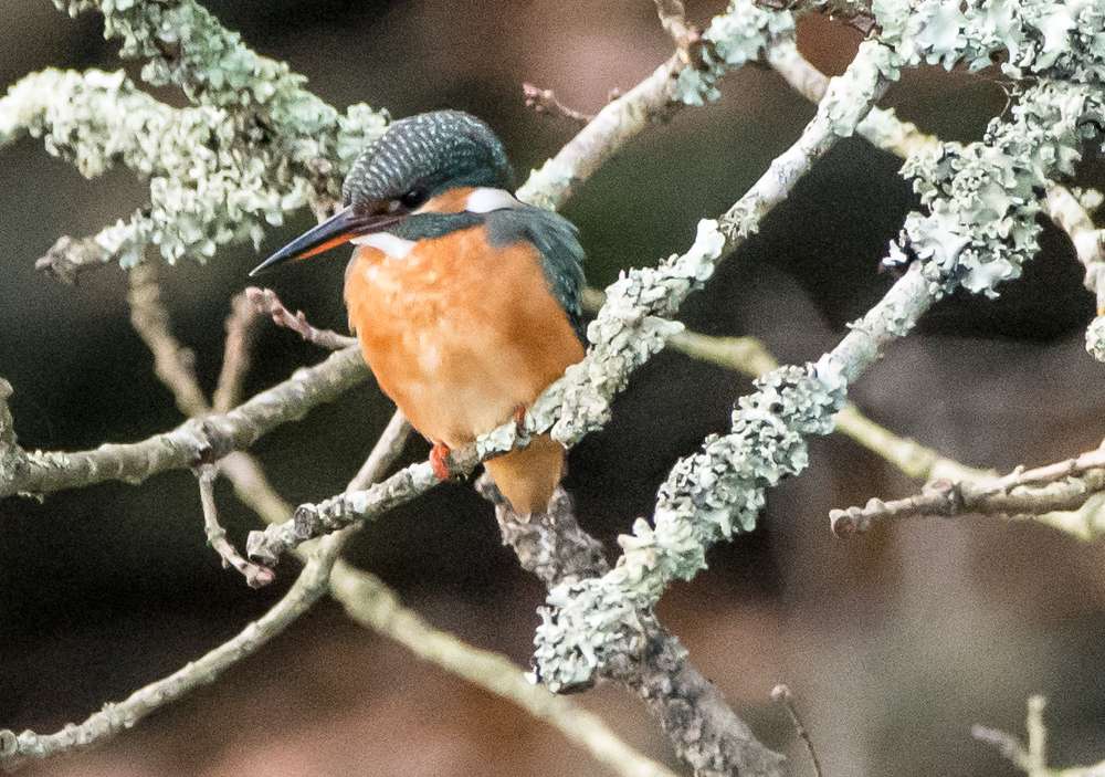 Kingfisher by Dave Easter at Ernesettle Creek