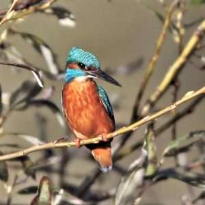 Kingfisher at Exeter Canal by David Batten on November 22 2022