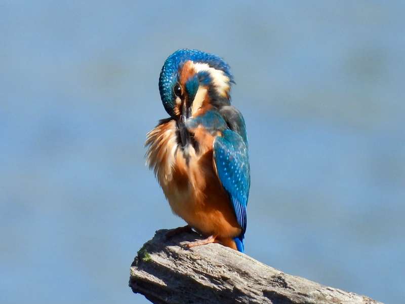 Kingfisher by Elizabeth Mulgrew at River Plym