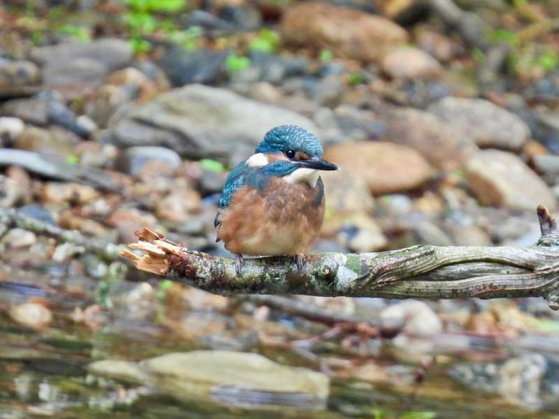 Kingfisher by Elizabeth Mulgrew at River Plym