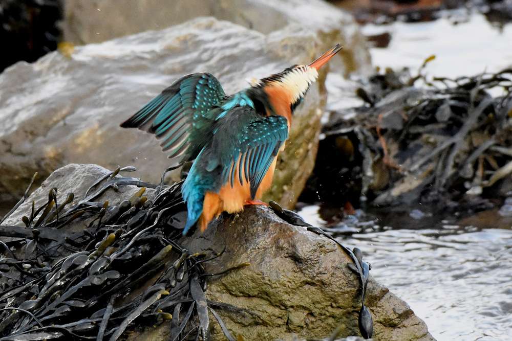 Kingfisher by Greg Bradbury at Ernesettle Creek
