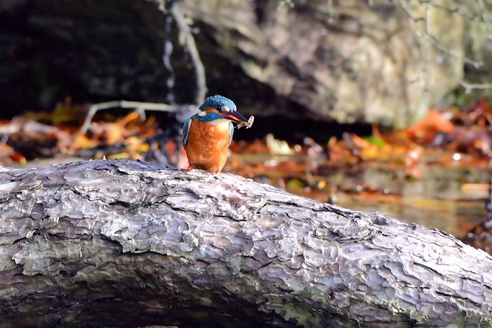 Kingfisher by Greg Bradbury at Radford Lake