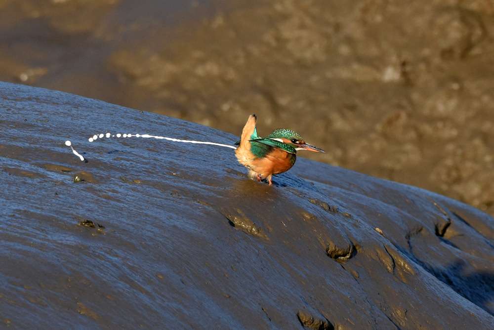 Kingfisher by Greg Bradbury at ernesettle