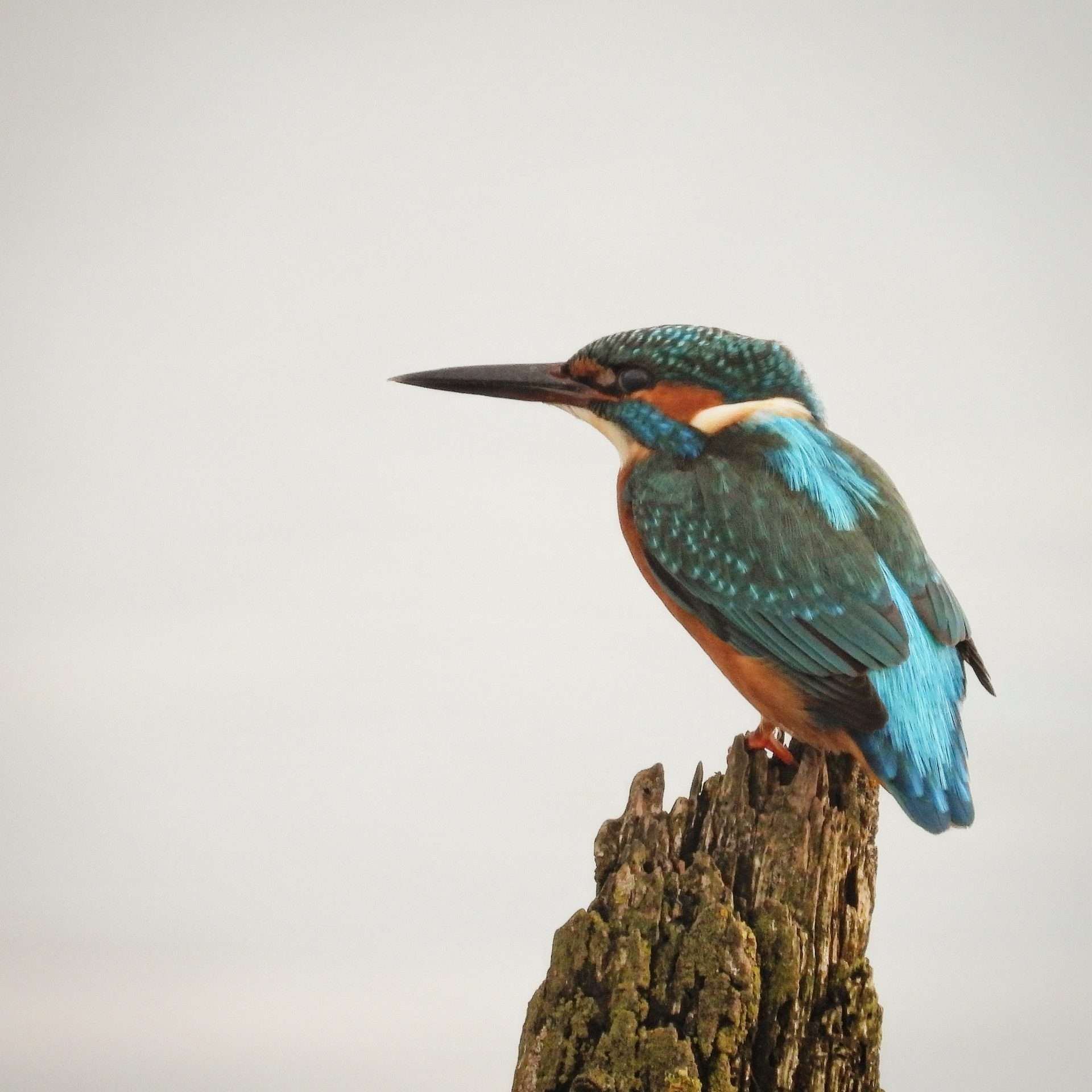 Kingfisher by Jason Jones at Exe estuary turf lock