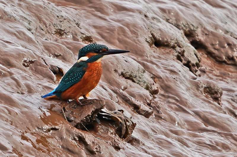 Kingfisher by Keith McGinn at River Exe