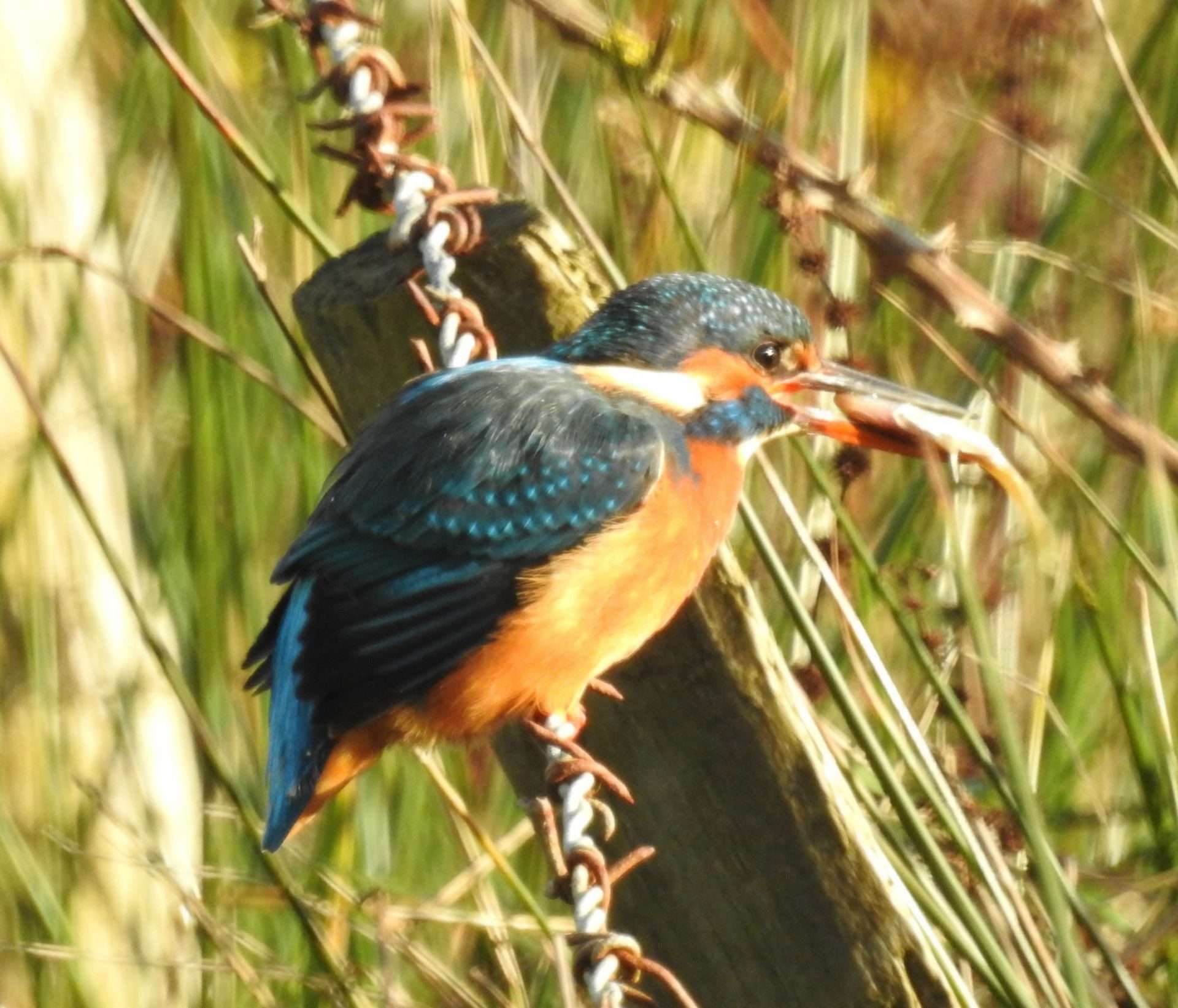 Kingfisher by Phil & Sue Naylor at Braunton