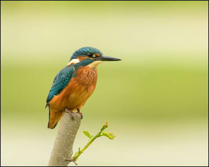 Kingfisher by Ron Champion at Stover C.P.
