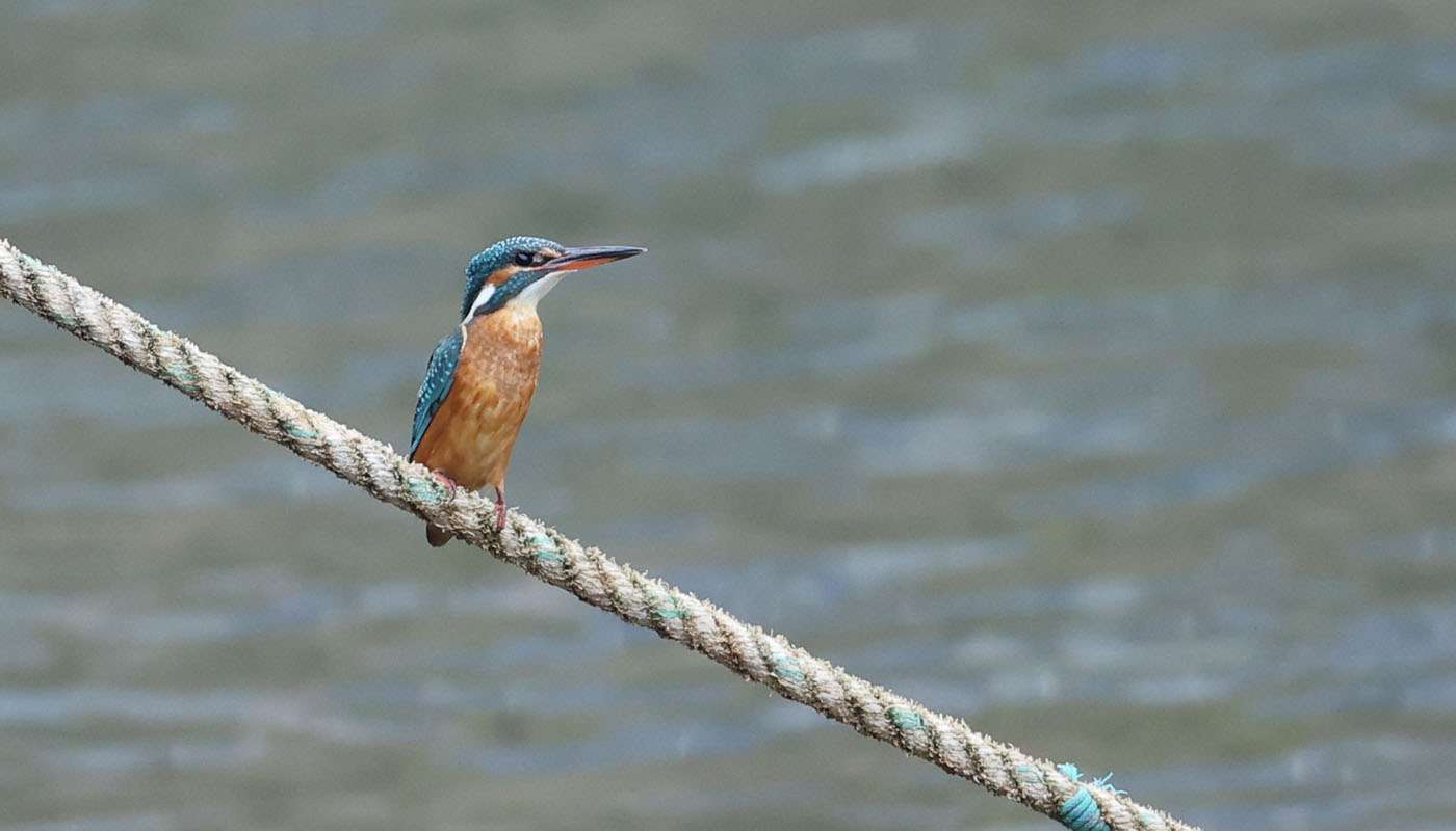 Kingfisher by Steve Hopper at Paignton Harbour