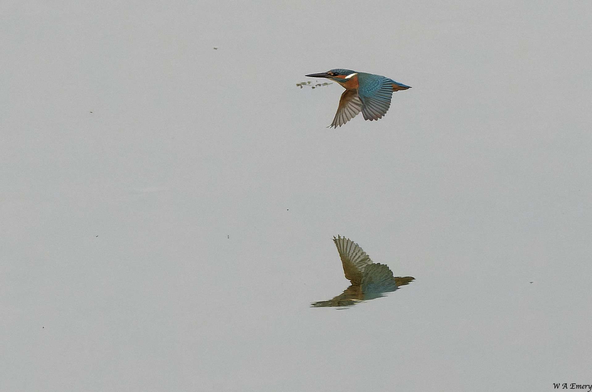 Kingfisher by Wayne Emery at Blaxton Meadow