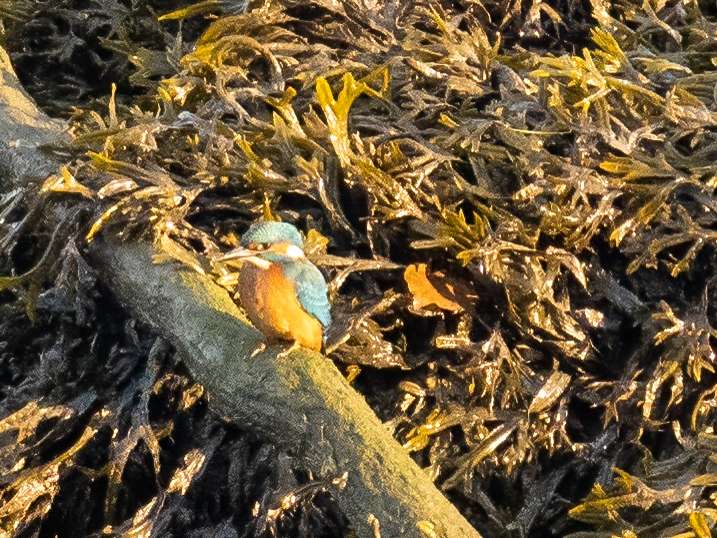 Kingfisher by Wayne Emery at Plym Estuary