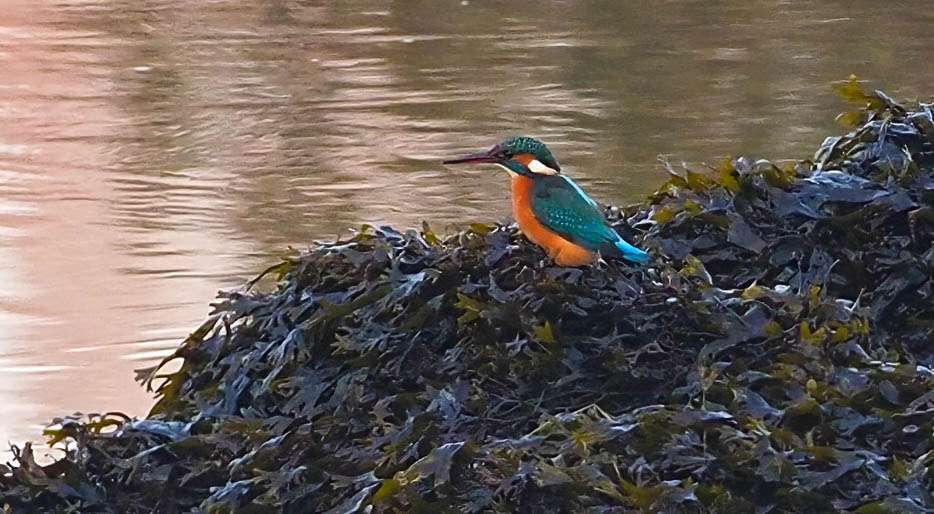 Kingfisher by Wayne Emery at River Plym