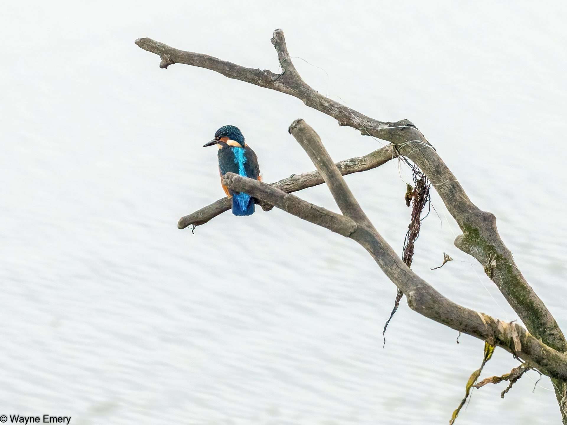 Kingfisher by Wayne Emery at River Plym