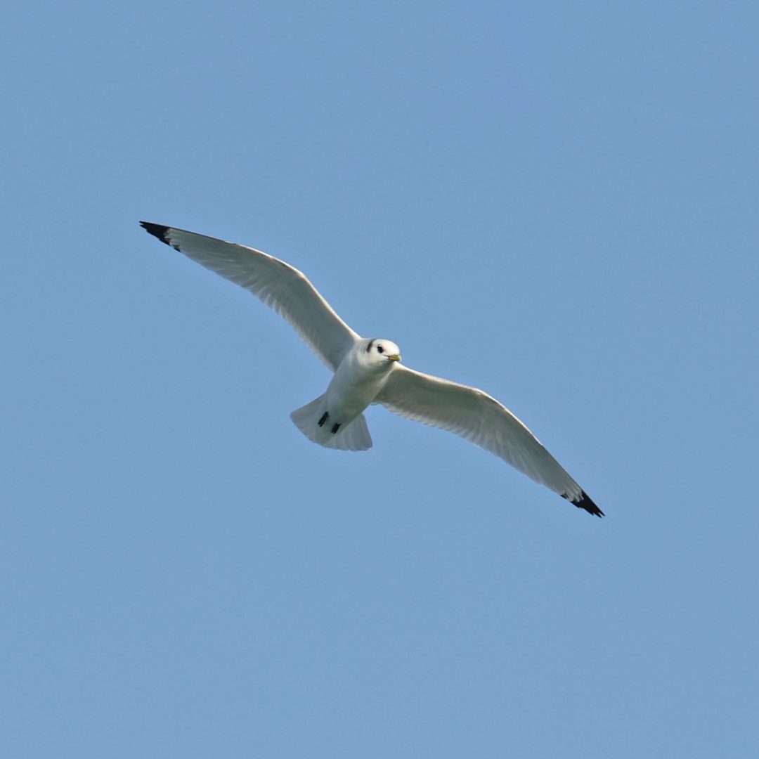 Kittiwake at Brixham by Steve Hopper Devon Birds