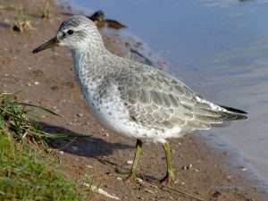 Knot at Dawlish Warren by Dave Smallshire on February 6 2013