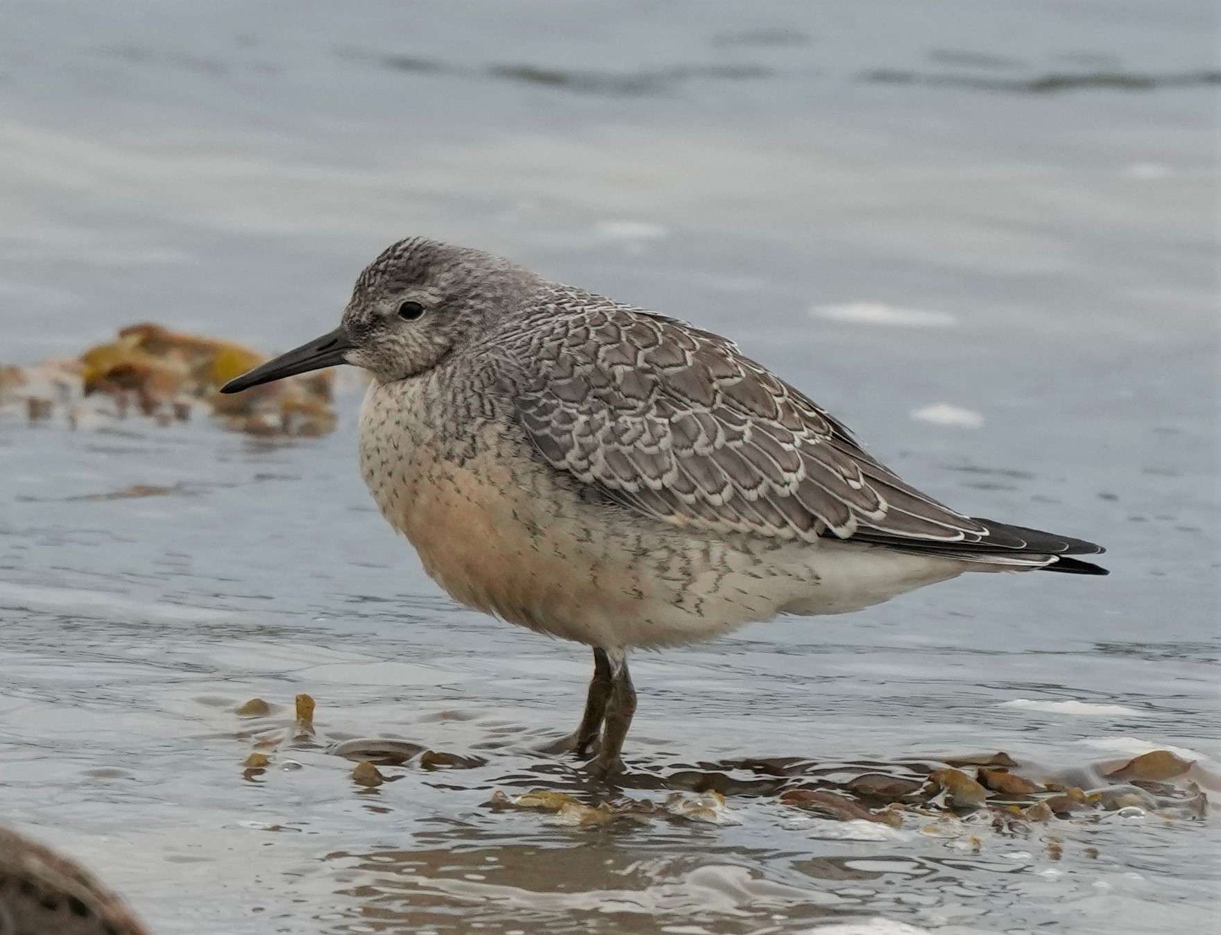 Knot by Paul Howrihane at Northam Burrows