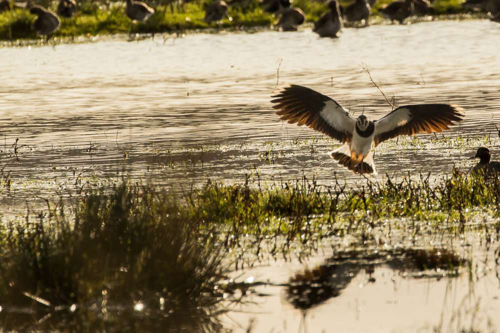 Lapwing by Kevin McDonagh at RSPB Exminster & Powderham Marshes
