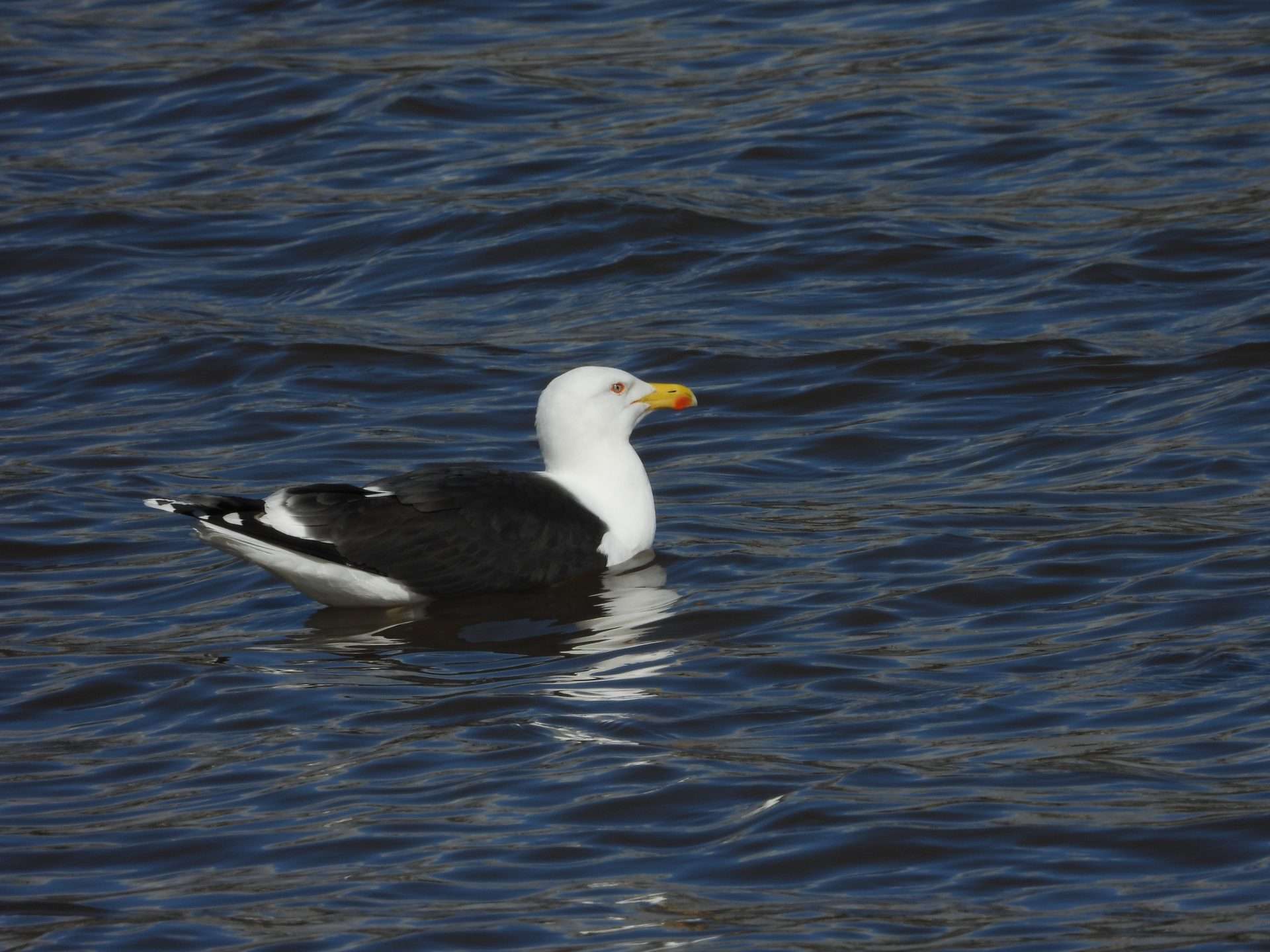 Lesser Black-backed Gull by Kenneth Bradley at Combe cellars
