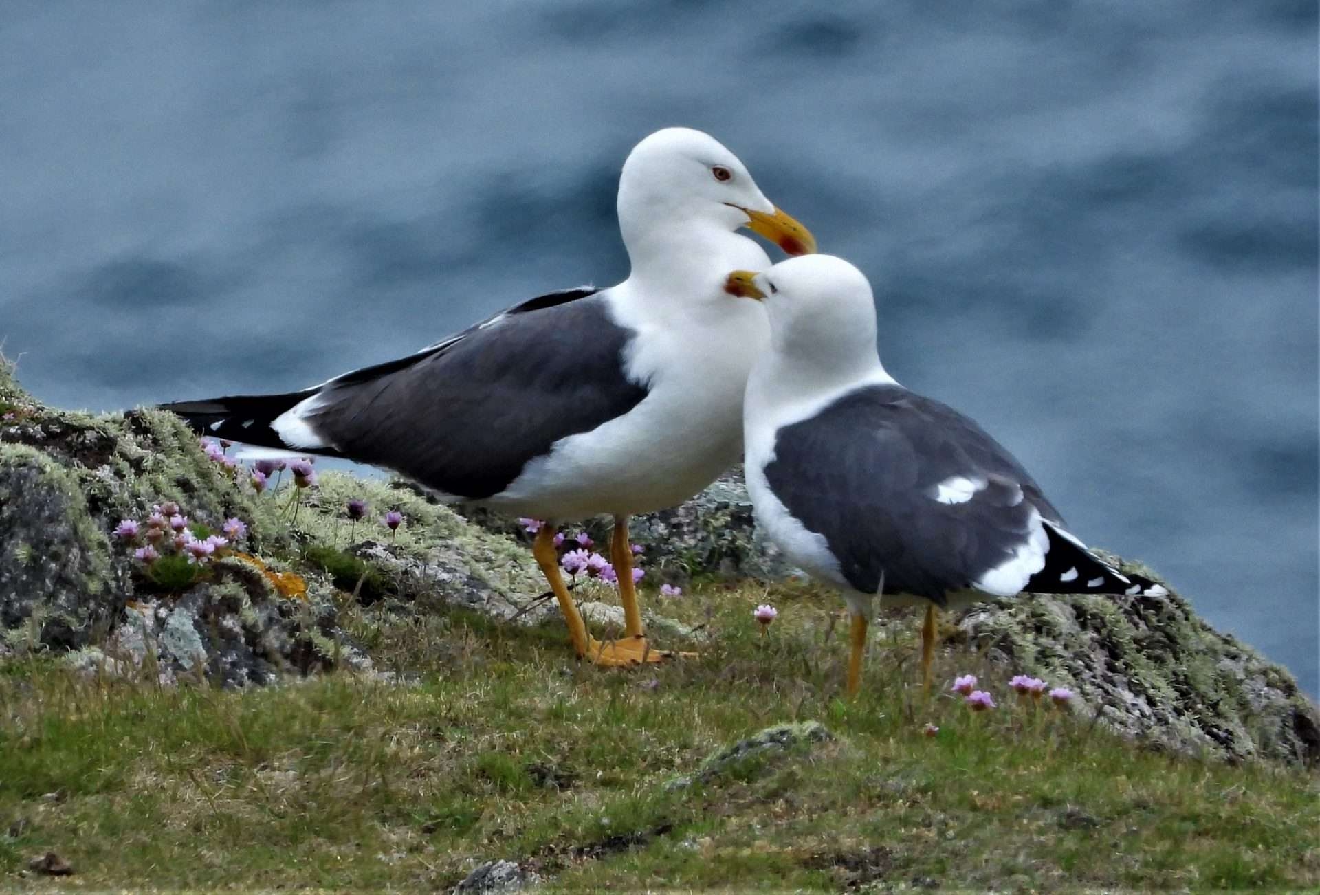 Lesser Black-backed Gull by Kenneth Bradley at Lundy island