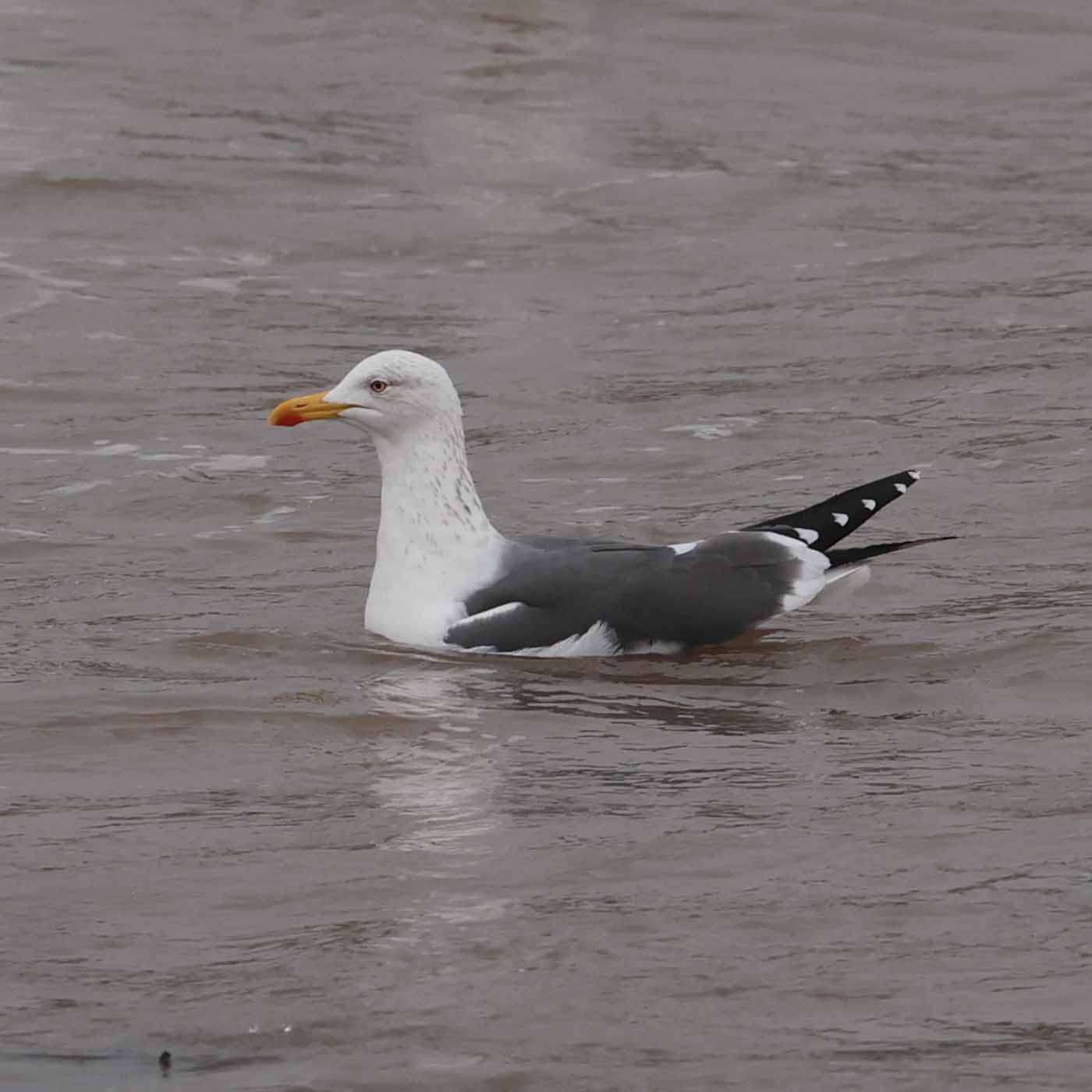 Lesser Black-backed Gull by Steve Hopper at Broadsands