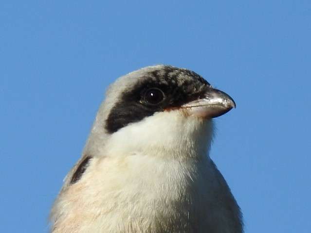 Lesser Grey Shrike by Dave Helliar at Mount Batten Point