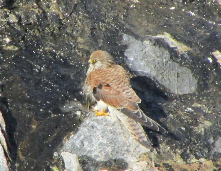 Lesser Kestrel by Simon Geary at Hope's Nose