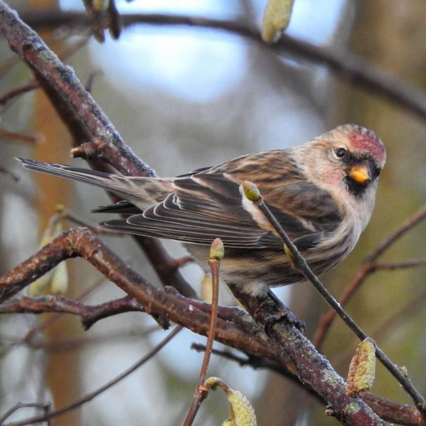 Lesser Redpoll by Emma Whitton at Clyst St Lawrence