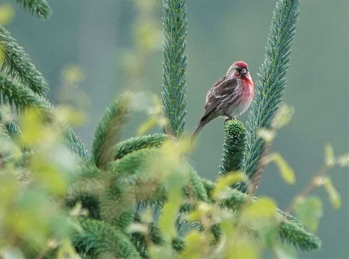 Lesser Redpoll by Paul Howrihane at Cookworthy Forest