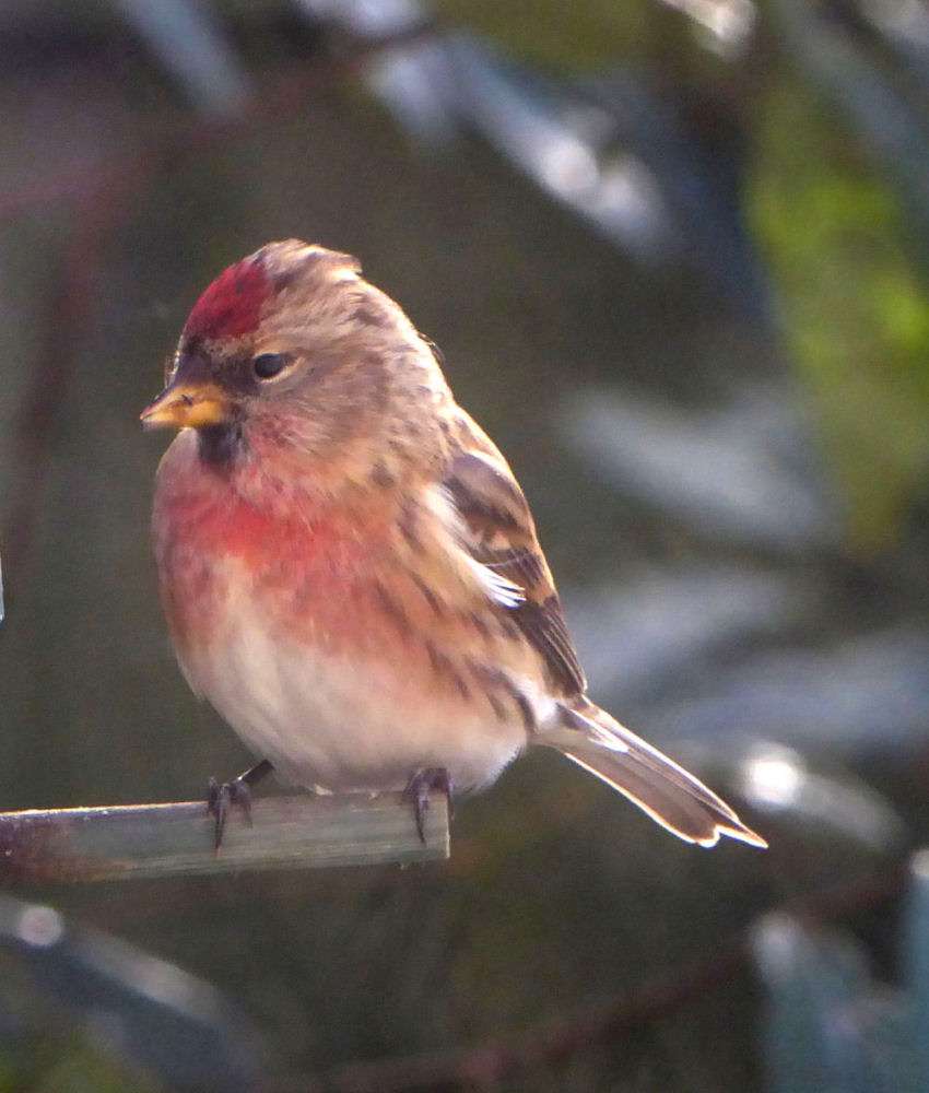 Lesser Redpoll by Terry Brooking at nr Great Torrington