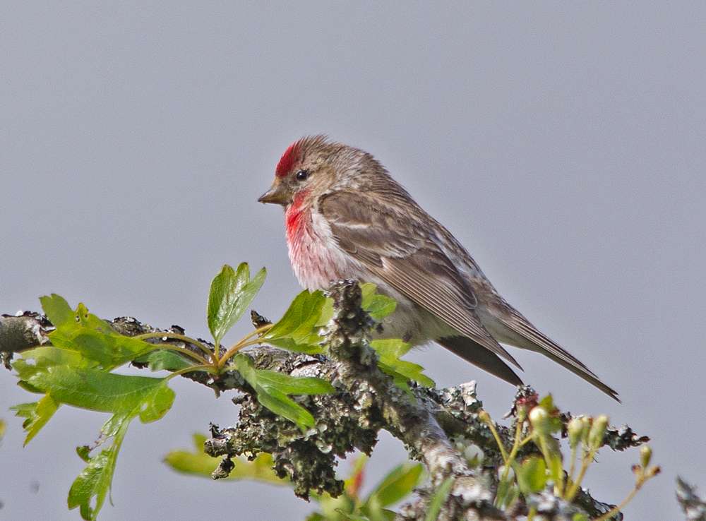Lesser Redpoll by  at Soussons
