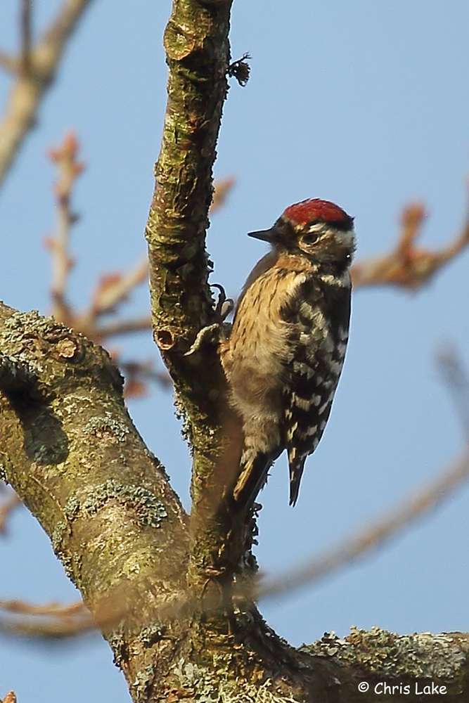 Lesser Spotted Woodpecker by Christopher Lake at Yarner Woods