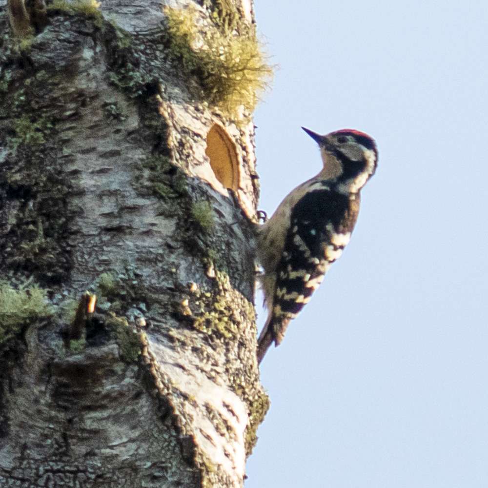 Lesser Spotted Woodpecker by Paul Cairo at Yarner woods