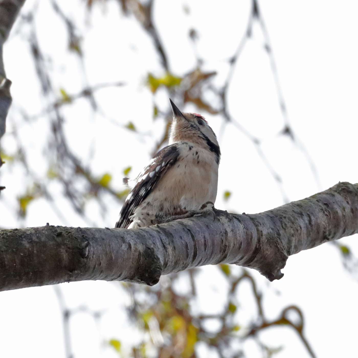 Lesser Spotted Woodpecker by Steve Hopper at Dartmoor