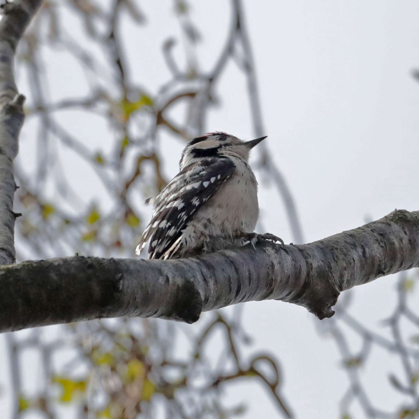 Lesser Spotted Woodpecker by Steve Hopper at Devon