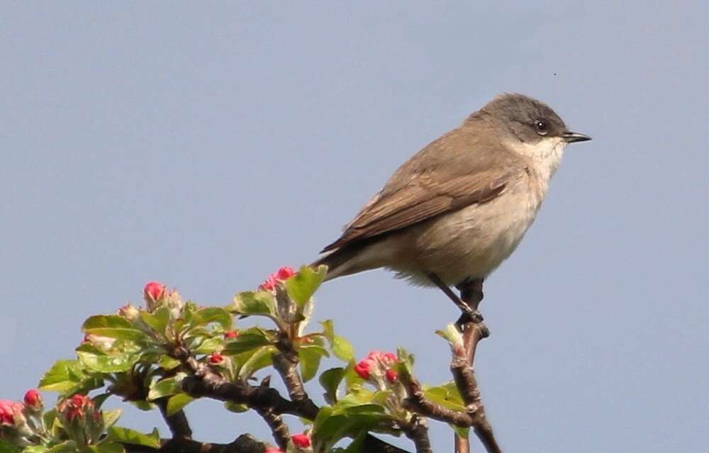 Lesser Whitethroat by Mark Dyer at Exminster Marshes