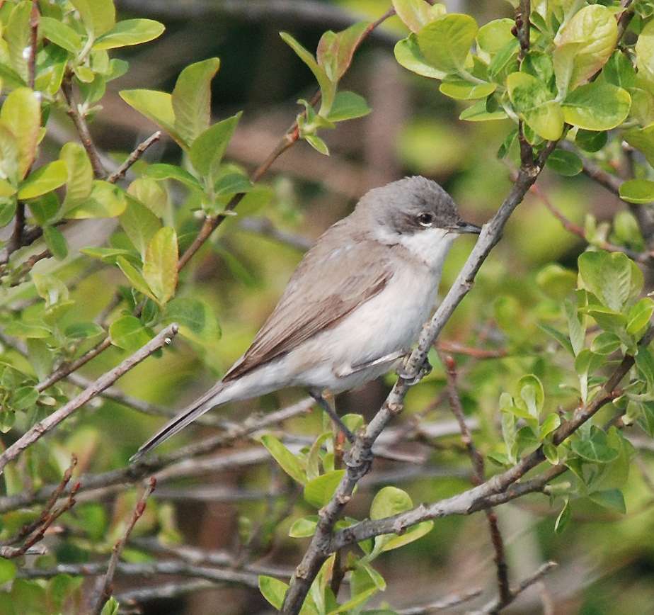 Lesser Whitethroat by Pat Mayer at Prawle