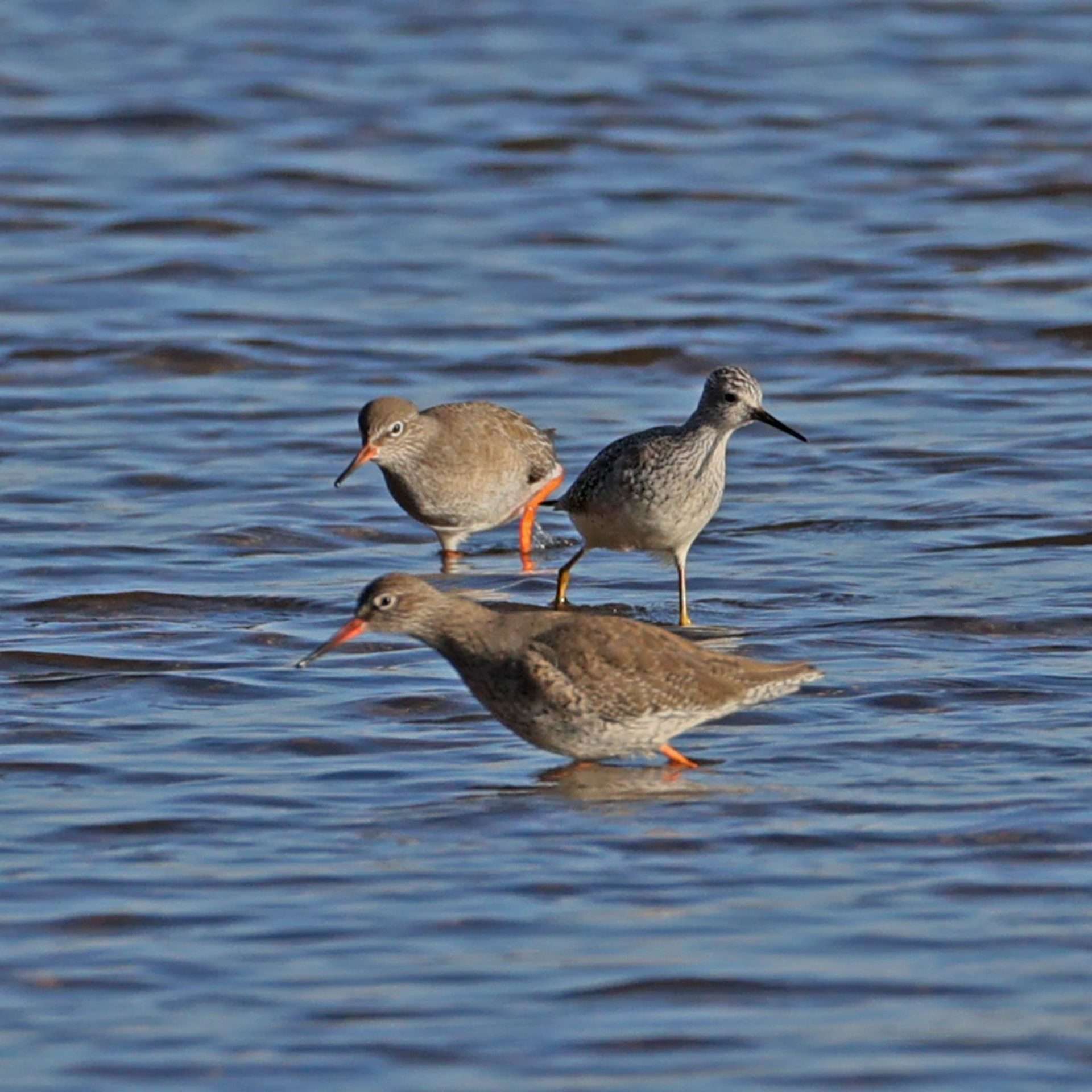 Lesser Yellowlegs by Steve Hopper at Aveton Gifford
