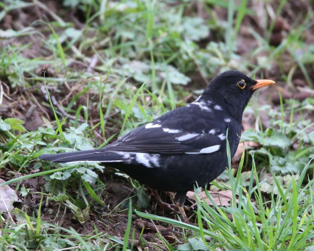 Leucistic Blackbird by Steve Hopper at Totnes