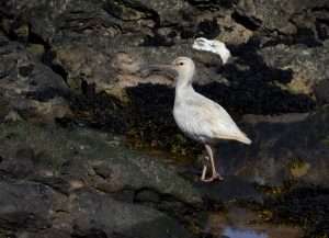 Leucistic Whimbrel at Prawle by Rich Edmondson on May 6 2013