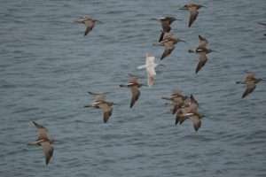 Leucistic Whimbrel at Prawle by Tom Stevenson on May 3 2013